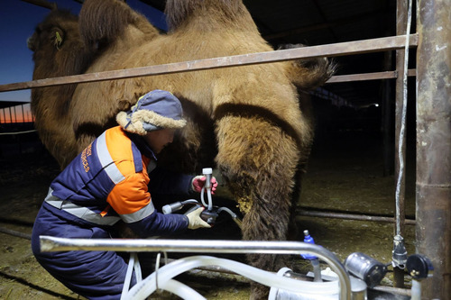 ubpress/image/2026/02/09/hkl7ez6f00wsdiny/Монголын